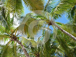 Palm trees in the Dominican Republic photo