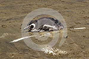 Lonley Penguin at Beach Chubut Argentina