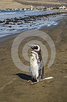 Lonley Penguin at Shore Chubut Argentina