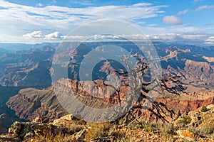 Lonley tree above South Rim of Grand Canyon, Arizona, US