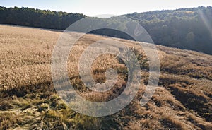 Lonley tree on autumn field. Aerial view