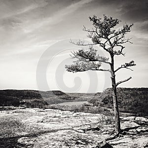 Lonley tree