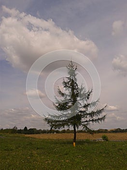 Lonley tree