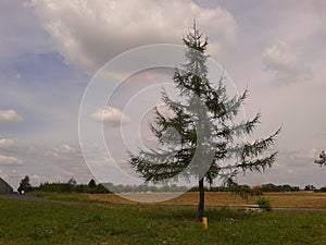 Lonley tree