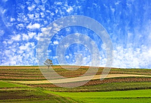 Lonley tree in the fields