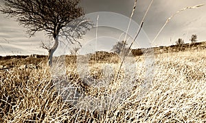 Lonley Tree in Mountain Fallow Wheat Field