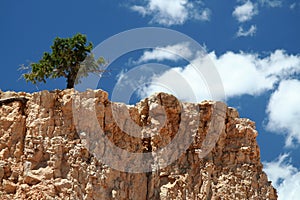 Lonley Tree on Mountain Top