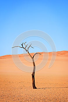 Lonley tree