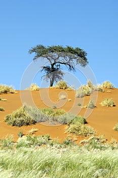 Lonley tree on an orange dune in Namibia photo