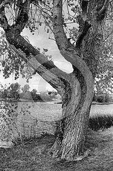 The lonley tree beside the river