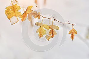 Lonley yellow autumn leafs covered with snow on winter day in the forest