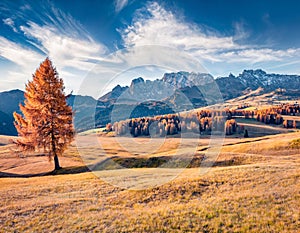 Lonly orange larch tree on the Alpine meadow.