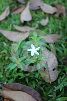 Lonly Pinwheel flower with lot of green leaves