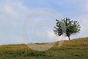 Lonly tree