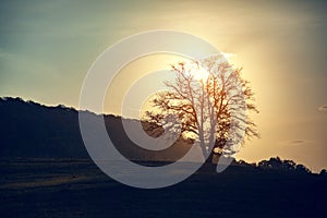 Lonly tree in landscape