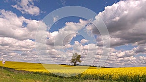 Lonly tree in the middle yellow  field