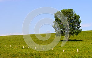 lonly tree on prairie