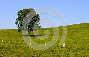 lonly tree on prairie