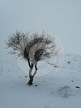 lonly tree in snow