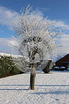 Lonly Tree in Winter