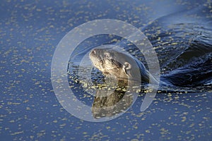 Lontra canadensis, river otter photo