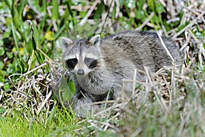 Lontra canadensis, river otter