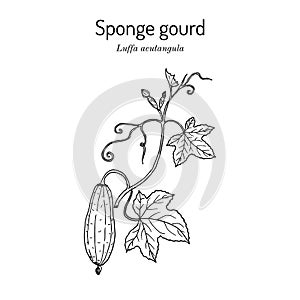 Loofah Luffa acutangula , or sponge gourd, medicinal plant
