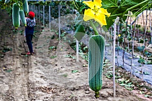 Loofah planting