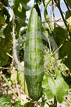 Loofah sponge ripens in the sun