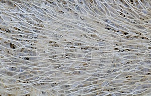 Loofah texture background