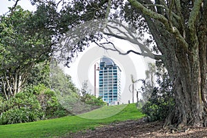 Looing through trees in Takapuna Beach Reserve to a high rise to photo