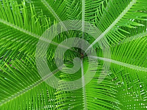 Look from above at this cycas rumphii photo