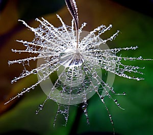 Look from above to a part of the dandelion with water drops - isolated in the natural environment