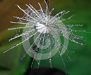 Look from above to a part of the dandelion with water drops - isolated in the natural environment