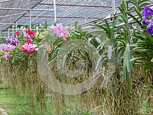 A look along a row of colorful orchids