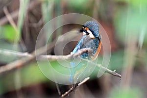 Look back and forth, the kingfisher always concentrates fish.