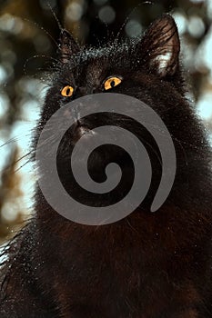 The look of a black cat wet after the rain.