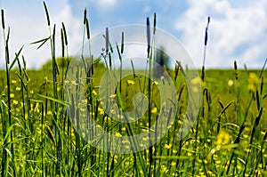 Look through blades of grass over a meadow, sky in the background, selective focus