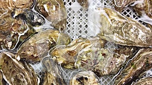 A look at a box of oysters in purified water