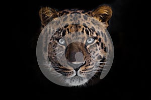 Look brutal, lying Amur leopard, powerful motley big cat looks straight through the eyes of a predator.  Isolated on black