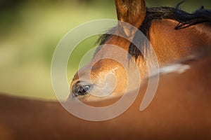 Look of a chestnut horse photographed from behind its rump with green background
