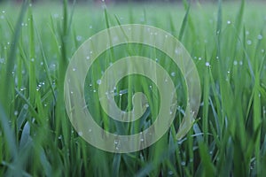 Look closely at the seeds of rice plants