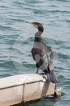 The look of a cormoran photo