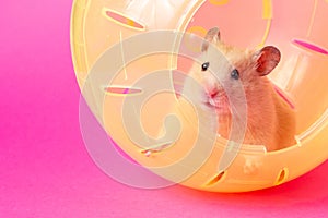 The look of a curious hamster. Hamster ball.