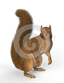 Look, the cute Squirrel. 3D Illustration