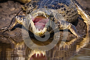 A Look Down A Caimans Mouth and Throat