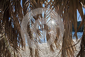 Look through the dry leaves of a palm tree