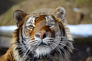 Look in the eyes of tiger - young adult Bengal tiger male full f