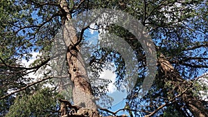 Look forest from the bottom