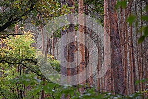 Look into the Forest